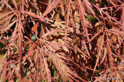 Acer palmatum dissectum 'Tamukeyama' — photo 5